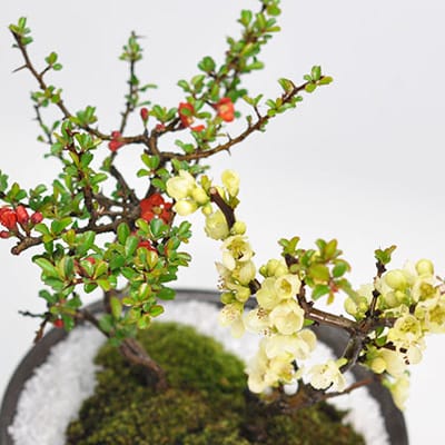 さつき 深山満月の盆栽を販売｜盆栽妙 – 盆栽妙 本店