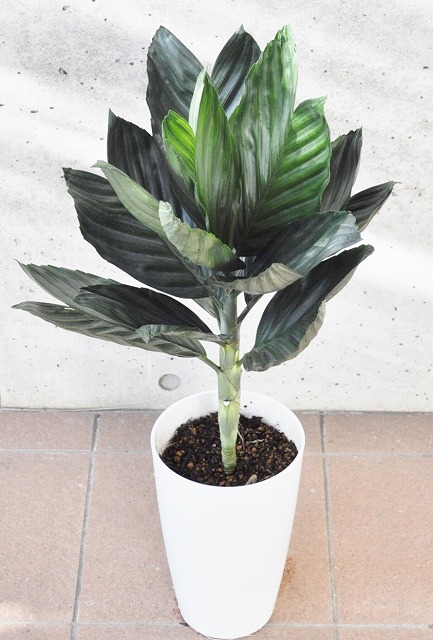 チャメドレア・テネラ(テネラヤシ)