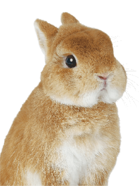 Rabbit Gift ラビットギフト うさぎ 総合栄養食｜ジェックス株式会社