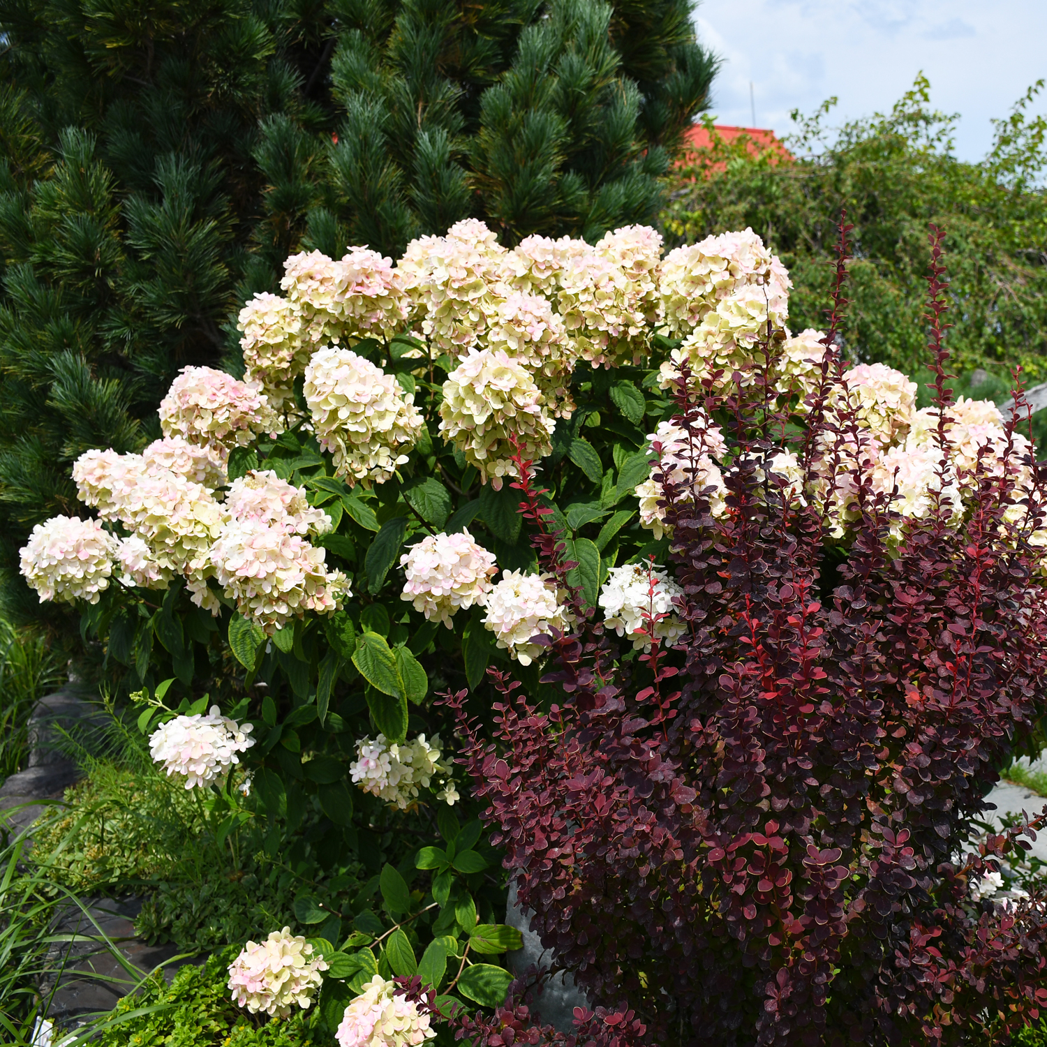 Hydrangea, Bigleaf 'First Editions® Eclipse®' | Gertens Garden Center