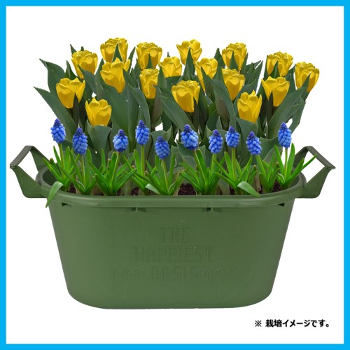 かんたん栽培セット 球根用 ニチリウ永瀬 野菜種 オーバル43型