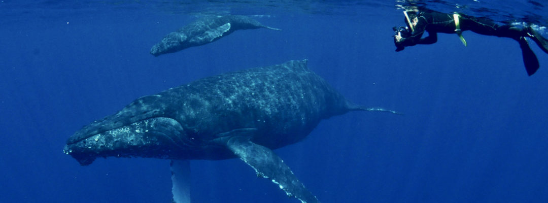 2024 ホエールスイム7日目・親子クジラ | Dive Linker (沖縄ダイブ