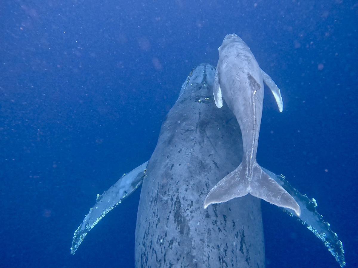 2024 ホエールスイム7日目・親子クジラ | Dive Linker (沖縄ダイブ
