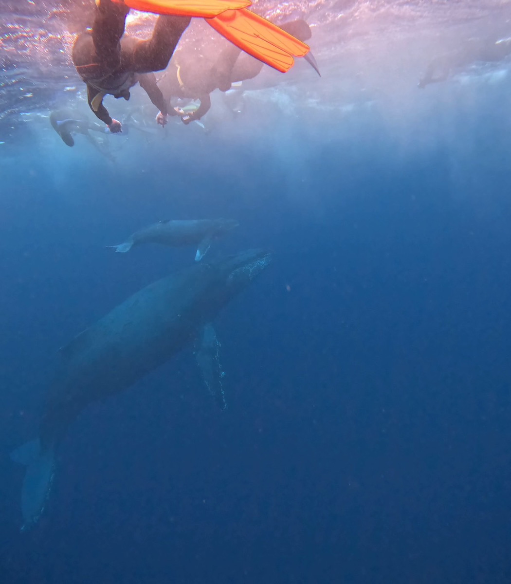 2024 ホエールスイム7日目・親子クジラ | Dive Linker (沖縄ダイブ