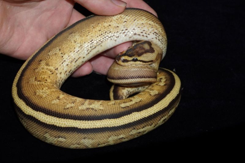 ボールパイソン スーパーストライプhetパイボール ♂ 販売