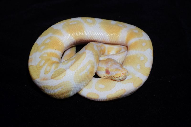 ボールパイソン アルビノ66％hetパイボール ♂ 販売 エキゾチック