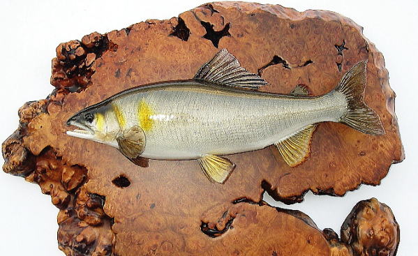 剥製【フィッシュクラフトマツモト】