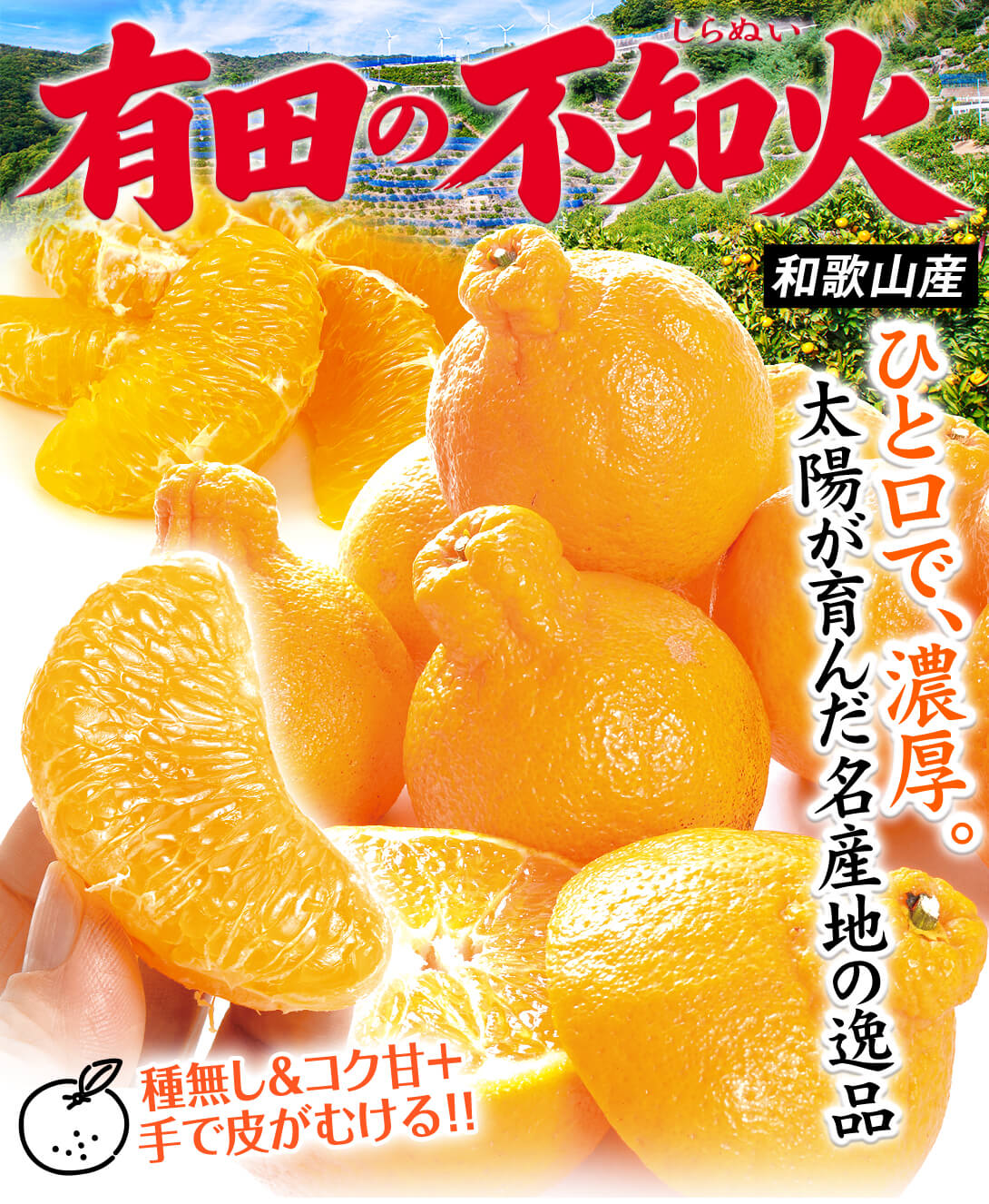 国華園オンラインショップ / みかん 10kg 有田の不知火 不知火