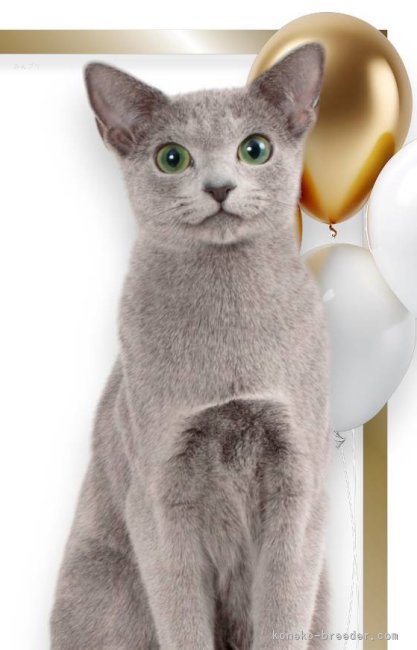 茨城】山口 太津子(やまぐち たづこ)ブリーダー｜みんなの子猫ブリーダー