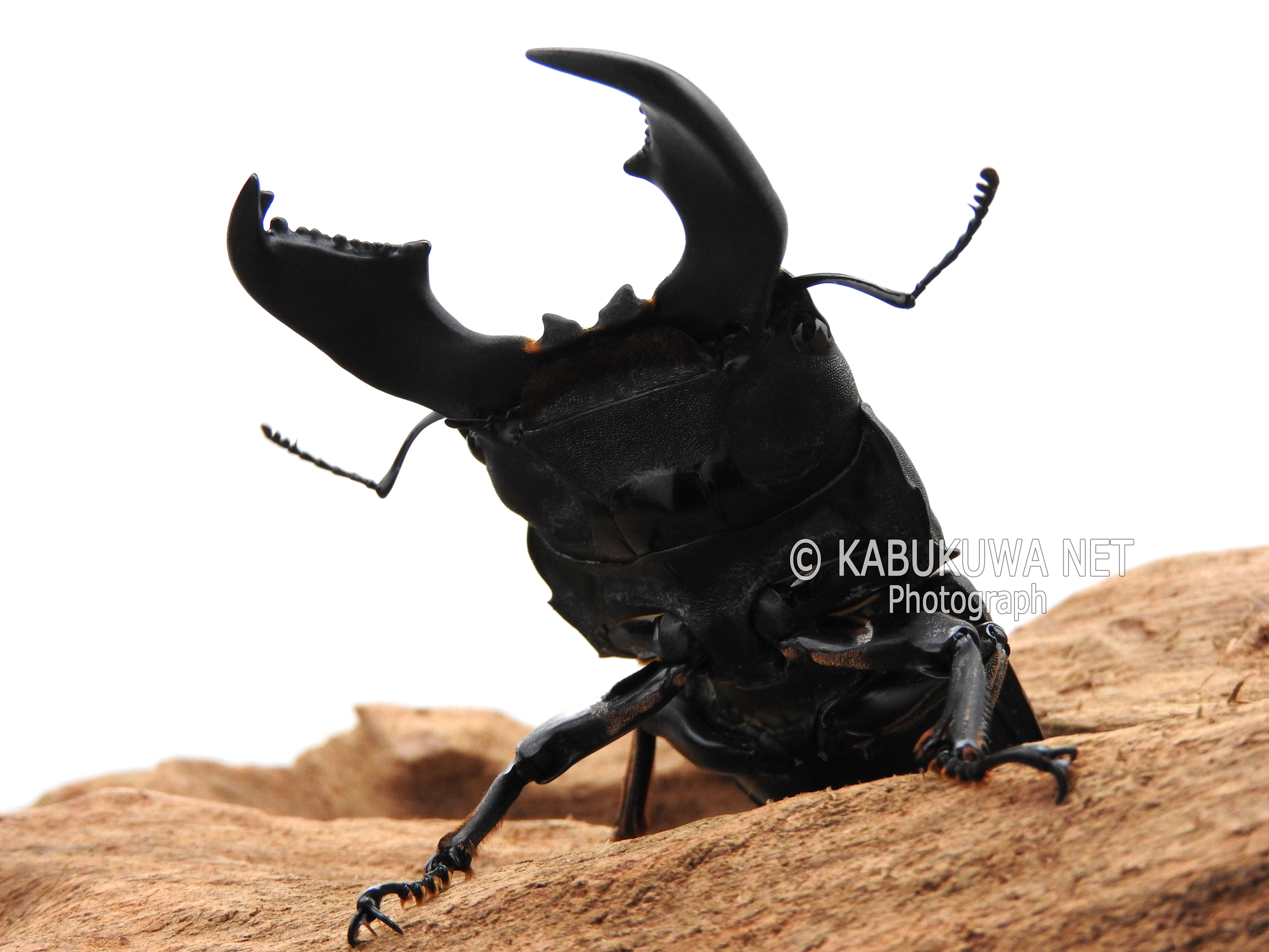 オオヒラタ/パラワンオオヒラタクワガタ♂102.9mm 単品