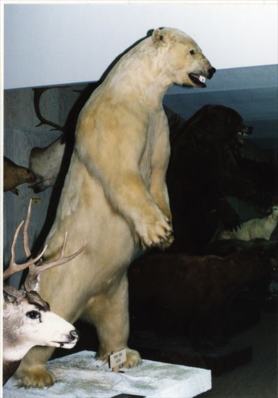 しろくま　剥製 この剥製シロクマの信じられないほどの大きさ : r/Damnthatsinteresting