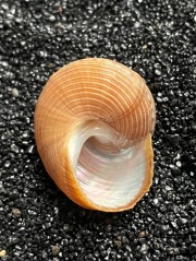 No. 62 エビスガイ(恵比寿貝) 貝殻の問屋さん- 世界の貝殻・自然素材