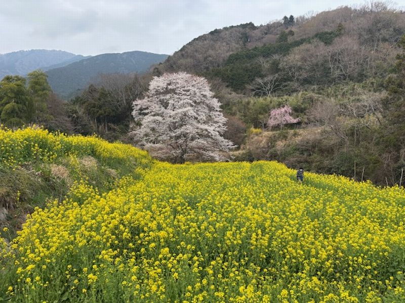 蓑毛の淡墨桜が見頃間近 | はだの旬だより-秦野市観光協会