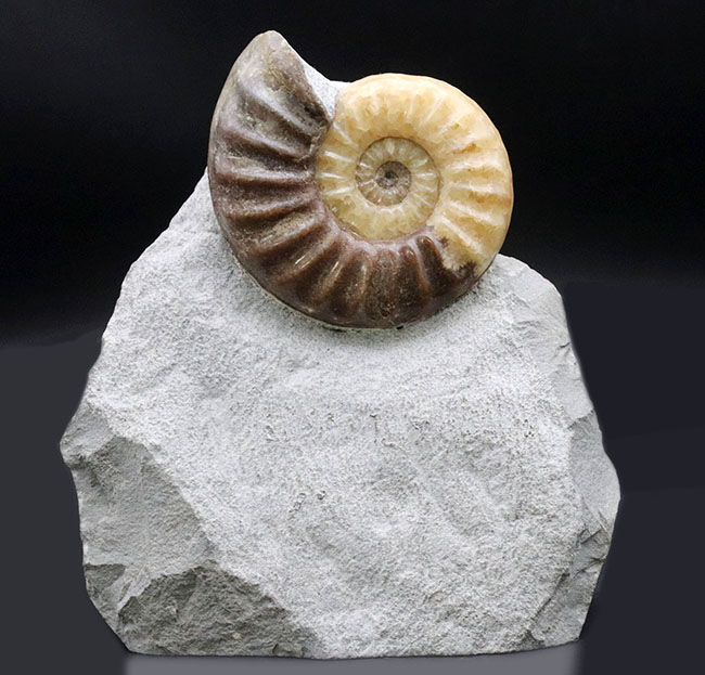 もはや芸術品！年々希少になるイングランド産のジュラ紀のアンモナイト