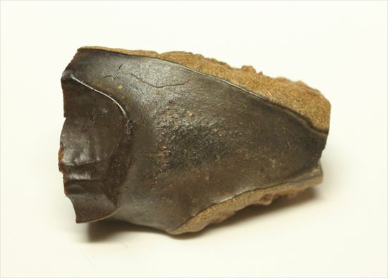 白亜紀の堅い植物をすりつぶしていたトリケラトプス歯化石(Triceratops