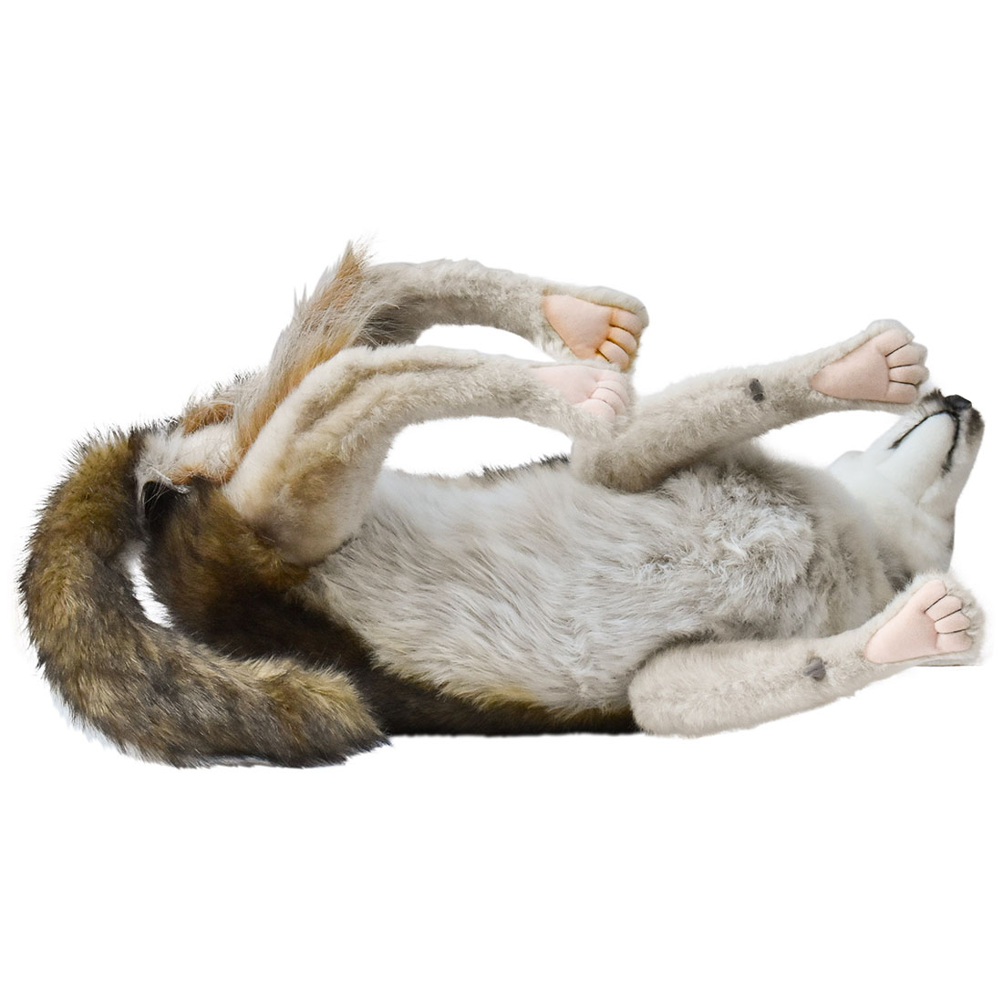 オオカミ 66 | HANSA