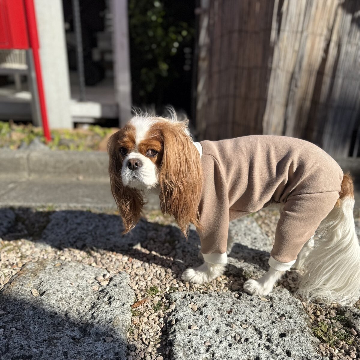 1月新作【キャバスーツ おくるみ2026】ほうじ茶ラテ - INU