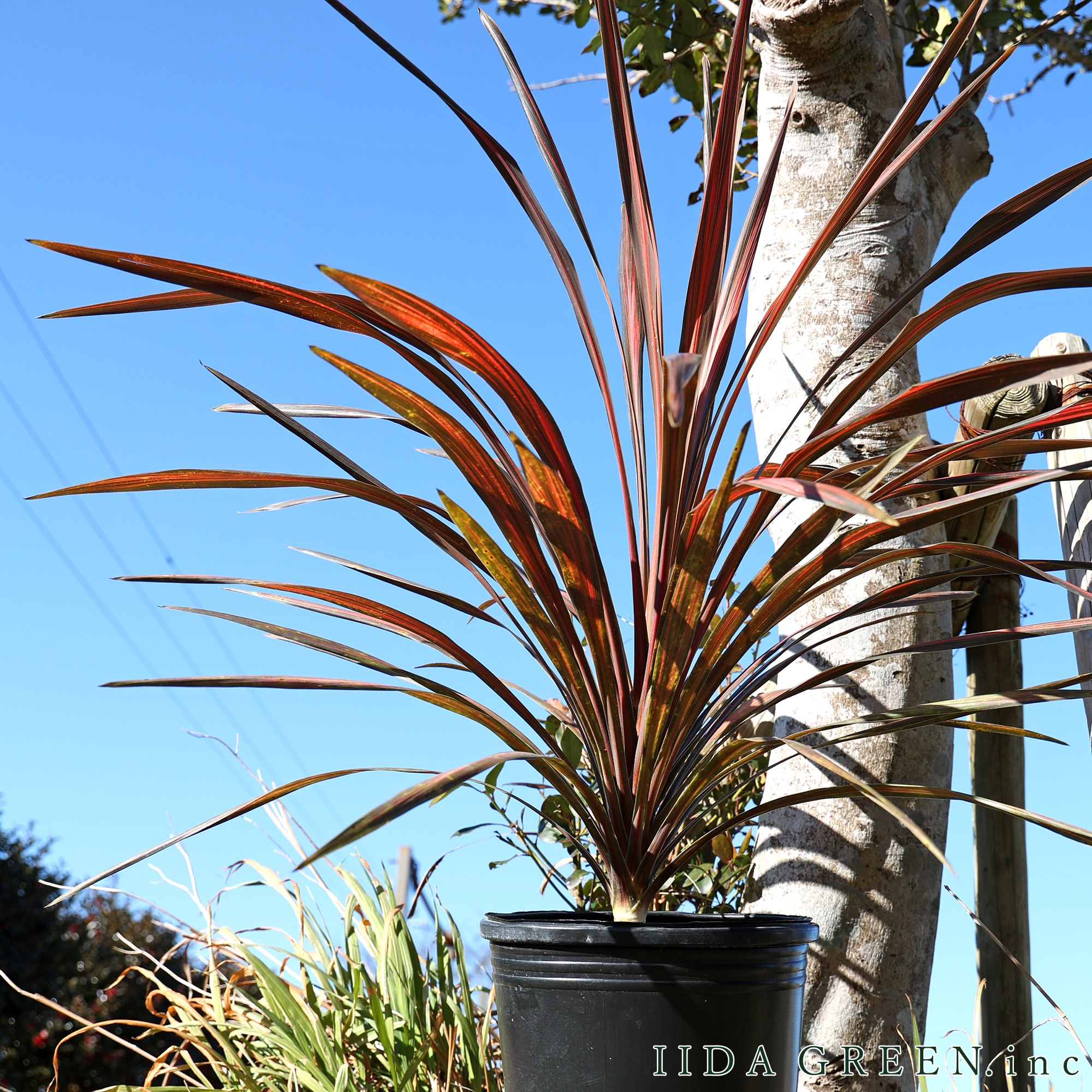 コルジリネ・コーヒークラシック - IIDA GREEN