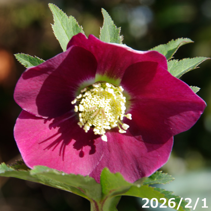 山野草の石田精華園 / 野田園芸