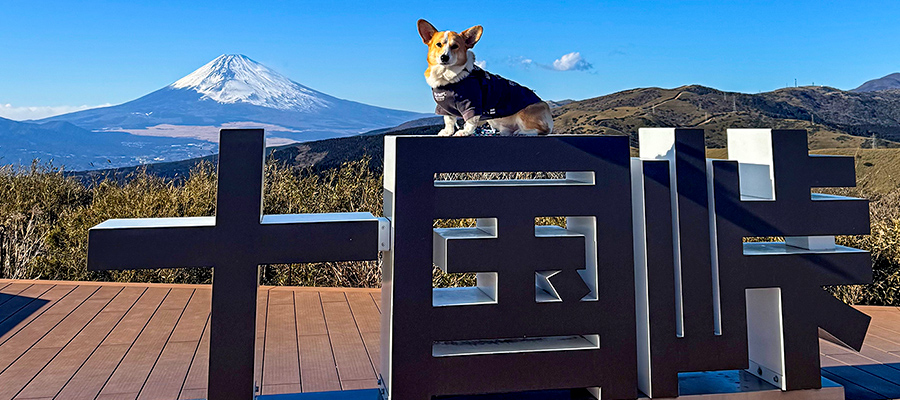 ペットと一緒に楽しむ | 箱根 十国峠パノラマケーブルカー