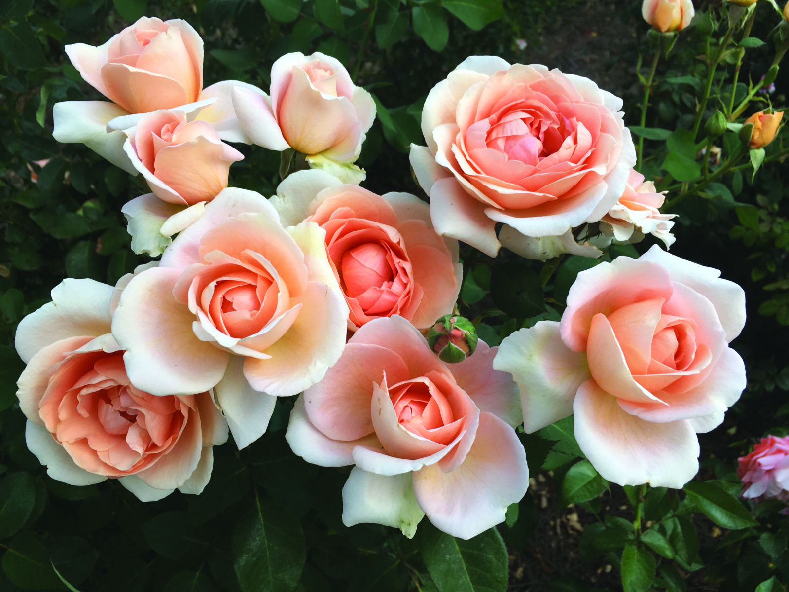 Just-Joey-GrandiRosa-back-