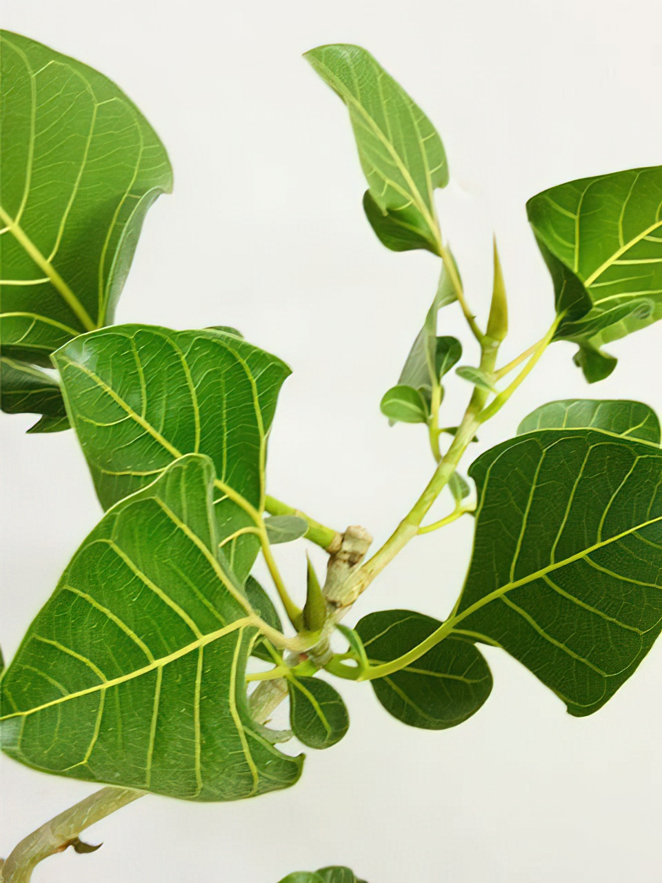 フィカス・ベンガレンシス・クリシュナ 8号サイズ -1 | HITOTOKI by