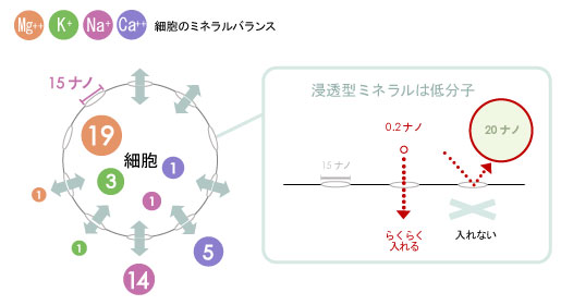 マッコイ | ノンFエナジークリームがグレードアップして新登場！ノンF