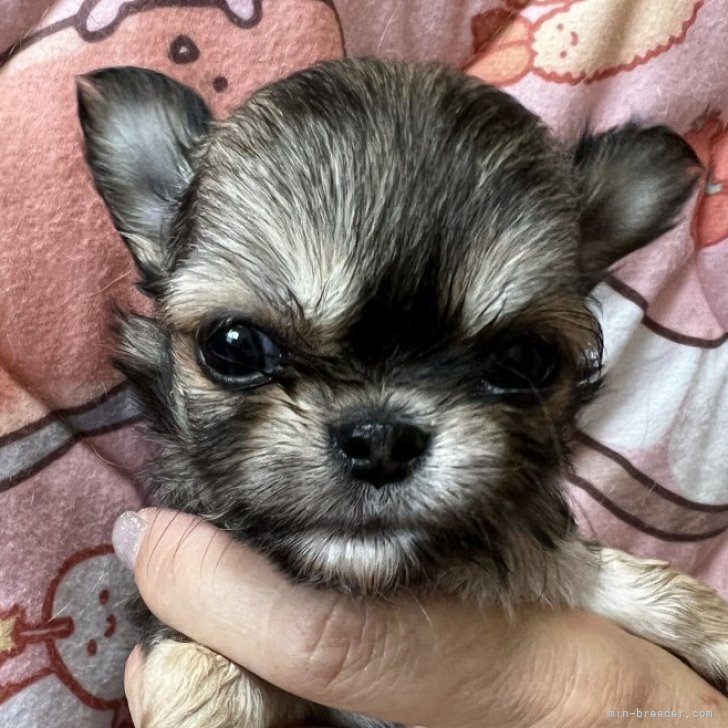 チワワ(ロング)【千葉県・男の子・2026年1月27日・レッド】父親JKCCH