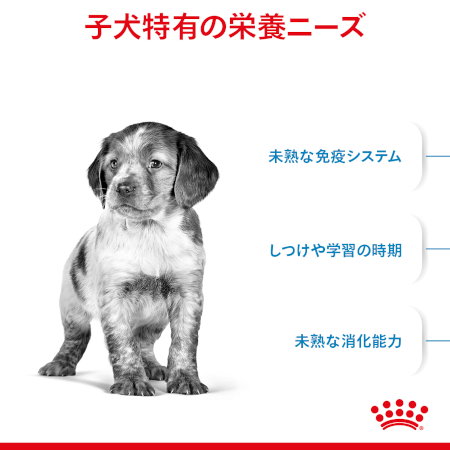 ロイヤルカナン SHN ミディアム パピー（子犬用） 【送料無料