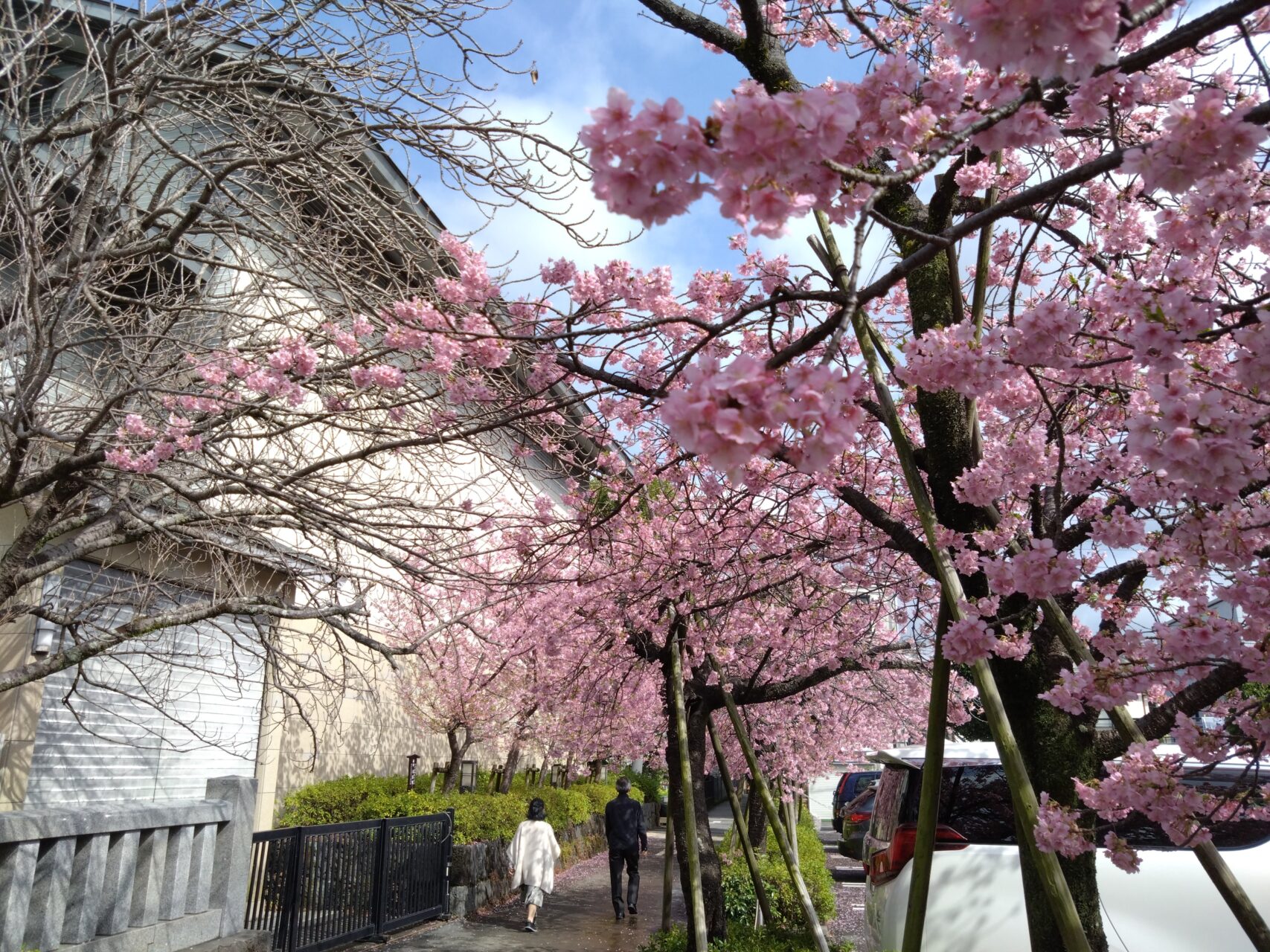 三嶋大社の桜（2024年4月12日更新） | 三島市観光Web