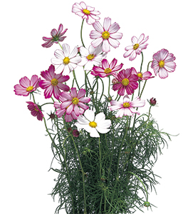 コスモス | ムラカミシード