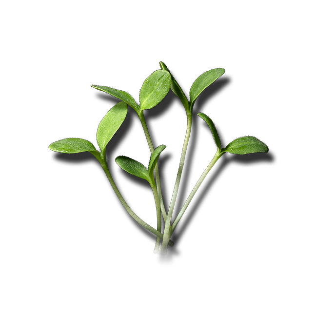 ボリジ - 商品紹介 - マイクロハーブ 〜村上農園のスペシャリテ〜