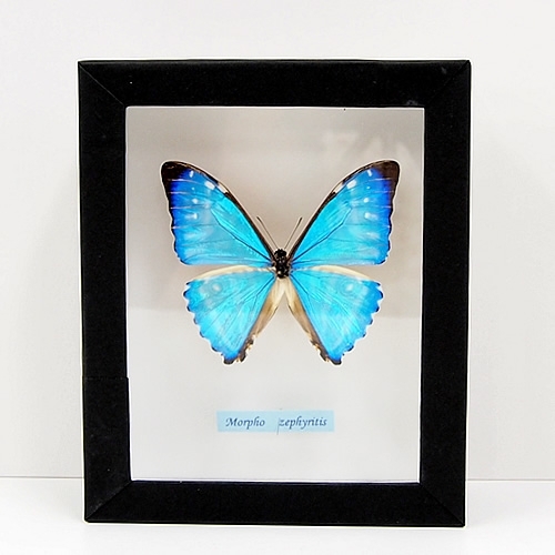 ゼフィリティスモルフォ , 蝶の標本 販売・通販のNatureShop|モルフォ