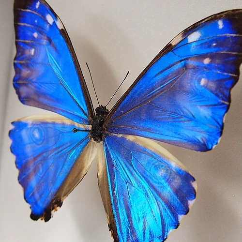 ゼフィリティスモルフォ , 蝶の標本 販売・通販のNatureShop|モルフォ