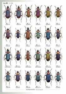 日本産カミキリムシ大図鑑 むし社