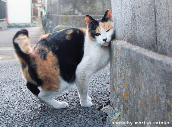 猫の不思議三毛猫│フェリシモ猫部
