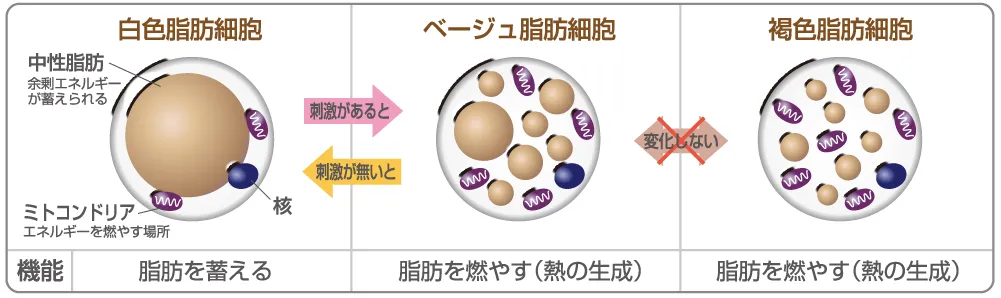 Prime S Cream (プライムエスクリーム) | たるみ引き締めクリーム