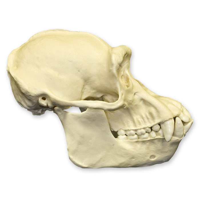 Replica Male Chimpanzee Skull For Sale — Skulls Unlimited