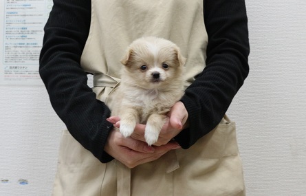 価格の安いMIX犬♀（父：チワワ×母：トイプードル）（クリーム