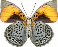 ルリオビタテハ族のページ：リスト1