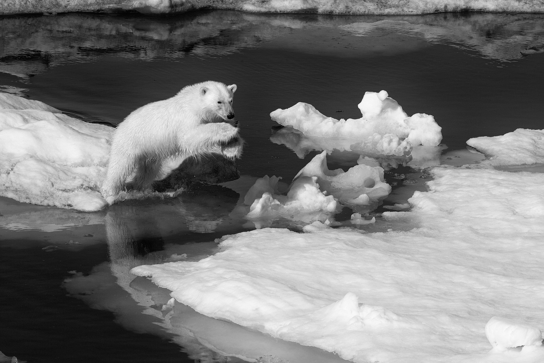 Photographer Paul Nicklen: Witness to a Vanishing Arctic