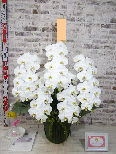新社屋落成のお祝い】とても見栄えもよい素敵な胡蝶蘭とラッピングに