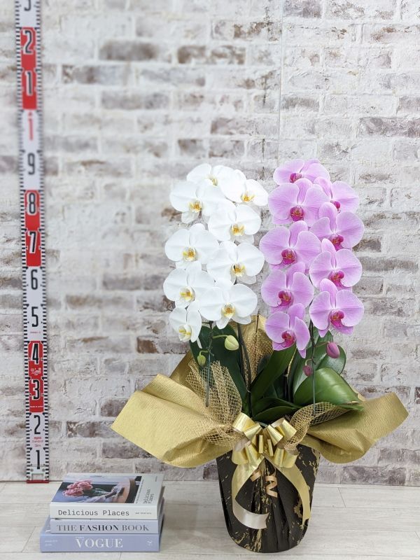 新商品！【紅白胡蝶蘭 (こうはくこちょうらん) 2本立て】＊白・ピンク