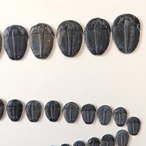 三葉虫（Elrathia）｜化石販売・鉱物販売の東京サイエンス