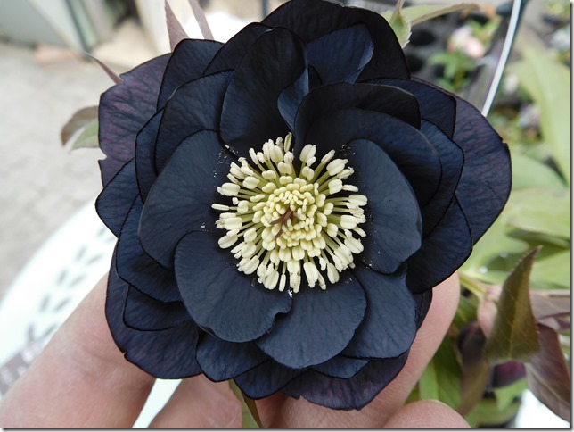 クリスマスローズフェア ウィンターシンフォニー即売会』 | ザ