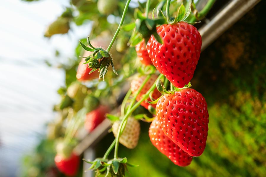 いちご | 【福岡】マルッテラ～吉井百年公園｜【リゾグラ】リゾート