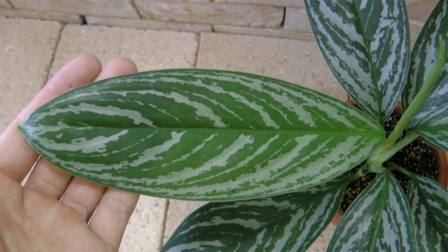 カーティシーの考察 | 希少植物の販売 アグラオネマ専門販売店