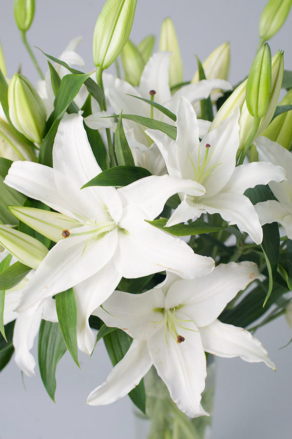 Exotic Casablanca – Allan Woods Flowers