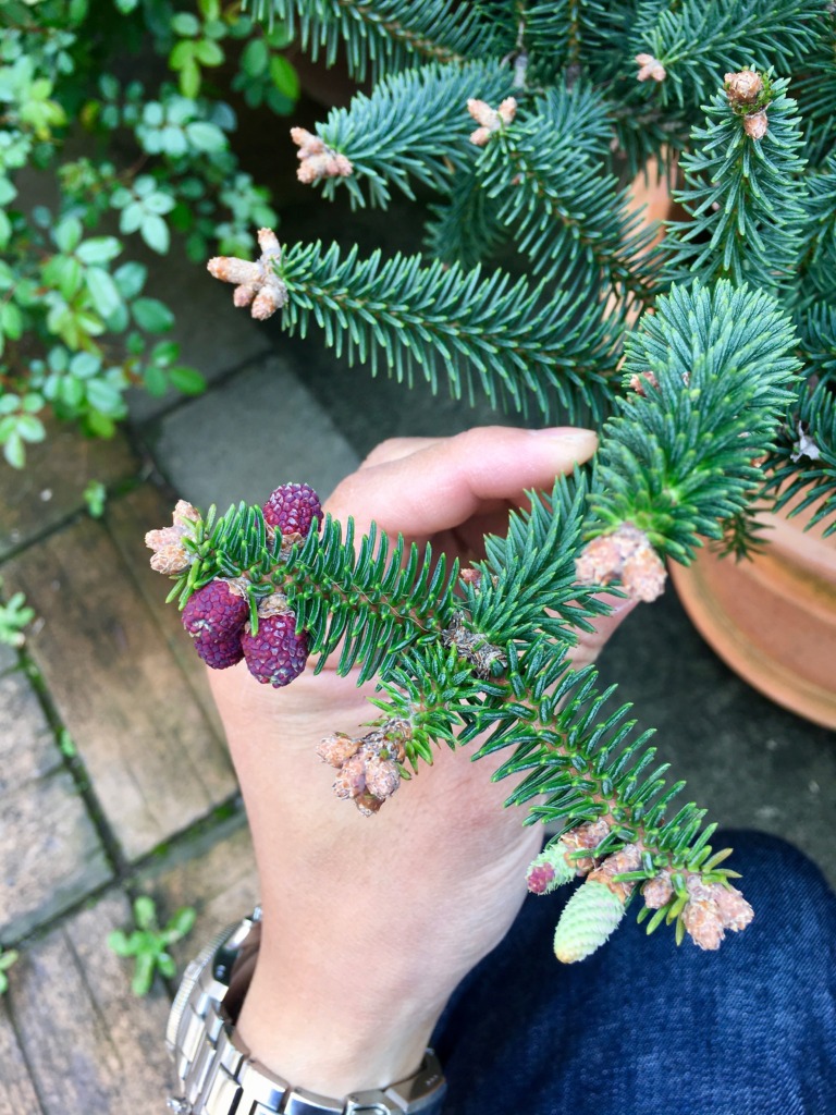 美しい新芽 その2 Abies pinsapo `Glauca' アビエス ヌミディカ
