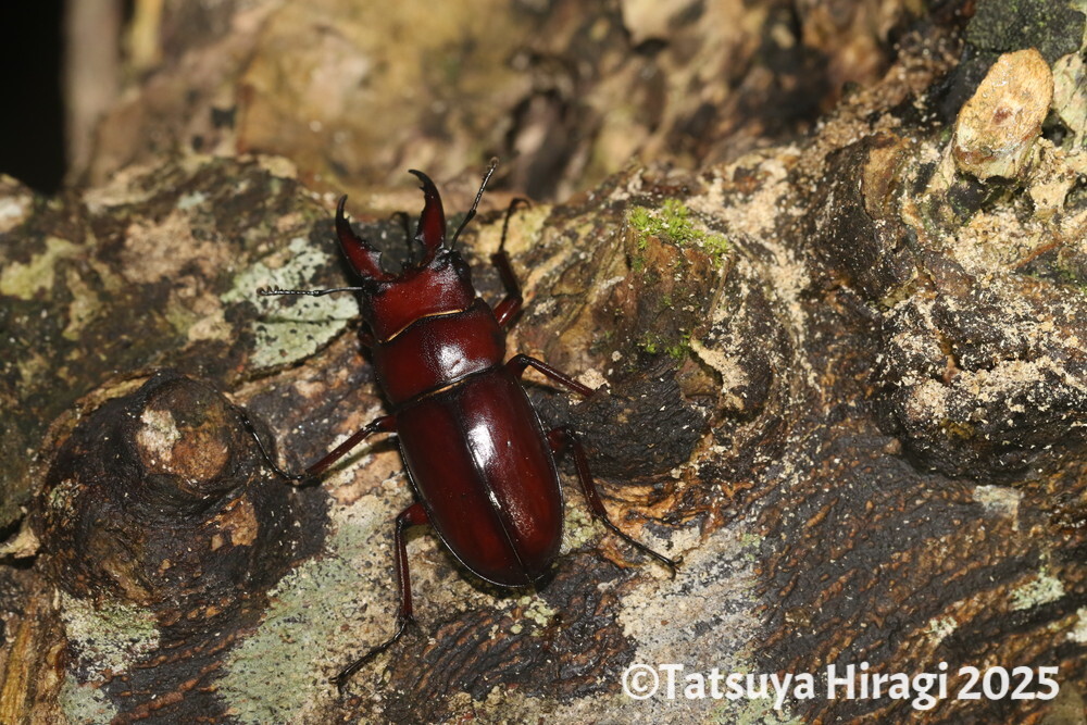 トクノシマノコギリクワガタ | 奄美大島いきもの通信